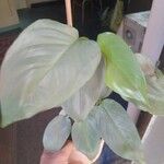 Philodendron hastatum Foglia