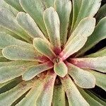 Lewisia cotyledon Hoja