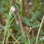 Trifolium ornithopodioides Habitus