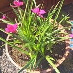 Hypoxis baurii Flower