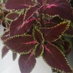 Coleus spp.Blatt