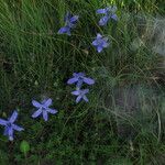 Cyananthus microphyllus Hábito