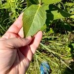 Silphium integrifolium পাতা