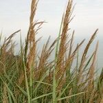 Arundo plinii Hábito