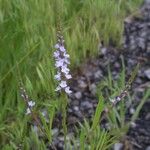 Verbena simplex Buveinė