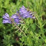 Scutellaria hastifolia Flor