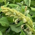 Amaranthus powellii Leaf