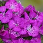 Dianthus barbatus অন্যান্য