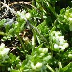 Galium megalospermum Leaf