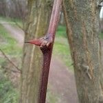 Robinia viscosa Kéreg