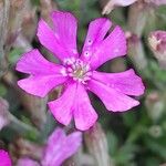 Silene schafta Flower