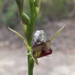 Cryptostylis erecta Flor