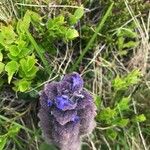 Ajuga pyramidalis Flower