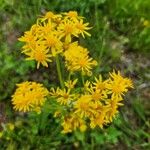 Senecio ampullaceus Flower