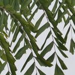 Caryota obtusa Hoja