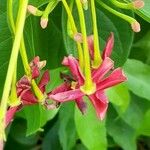 Combretum indicum Blomst