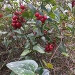 Smilax aspera Fruit