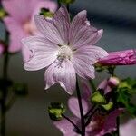 Malva alcea Blomst