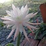 Peniocereus greggii Blüte