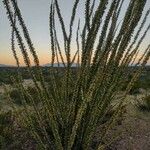 Fouquieria splendens برگ