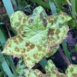 Podophyllum cv. 'Kaleidoscope' 葉