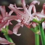 Nerine bowdenii Kukka