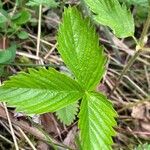 Fragaria viridis Leht