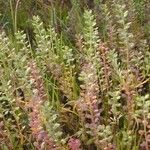 Lepidium nitidum Habitat