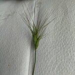 Aegilops neglecta 果實