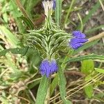 Blepharis linariifolia Blatt