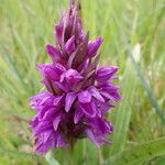 Dactylorhiza majalis花