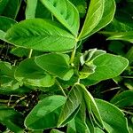 Thermopsis lanceolata Fuelha