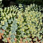 Sedum sieboldii Hoja