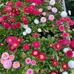 Bellis rotundifolia Flower
