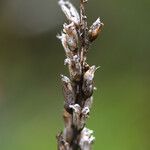 Pedicularis mixta Fruit