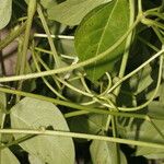 Vigna luteola Blatt