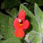 Mimulus cardinalis Flor