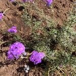 Verbena aristigera Flower