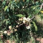 Acacia brevispica Kvet