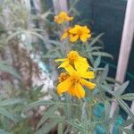 Tagetes lemmoniiКветка