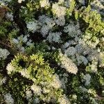 Symphyotrichum ericoides Habit