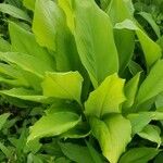 Curcuma longa葉