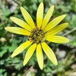 Arctotheca calendula Flower