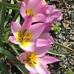 Tulipa humilis Other