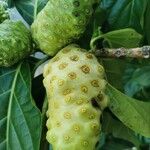 Morinda citrifolia Fruit