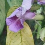 Clitoria fairchildiana Flower