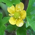 Ranunculus muricatus ফুল