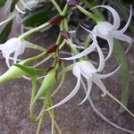 Cyrtorchis chailluana Flower