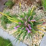 Tulbaghia violaceaFlower