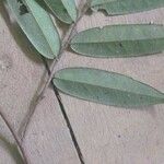 Xylopia crinita Φύλλο